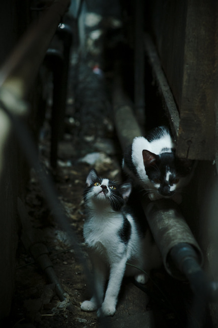 _传统体育文化节:弘扬民族体育精神_,弘扬中华民族传统体育文化