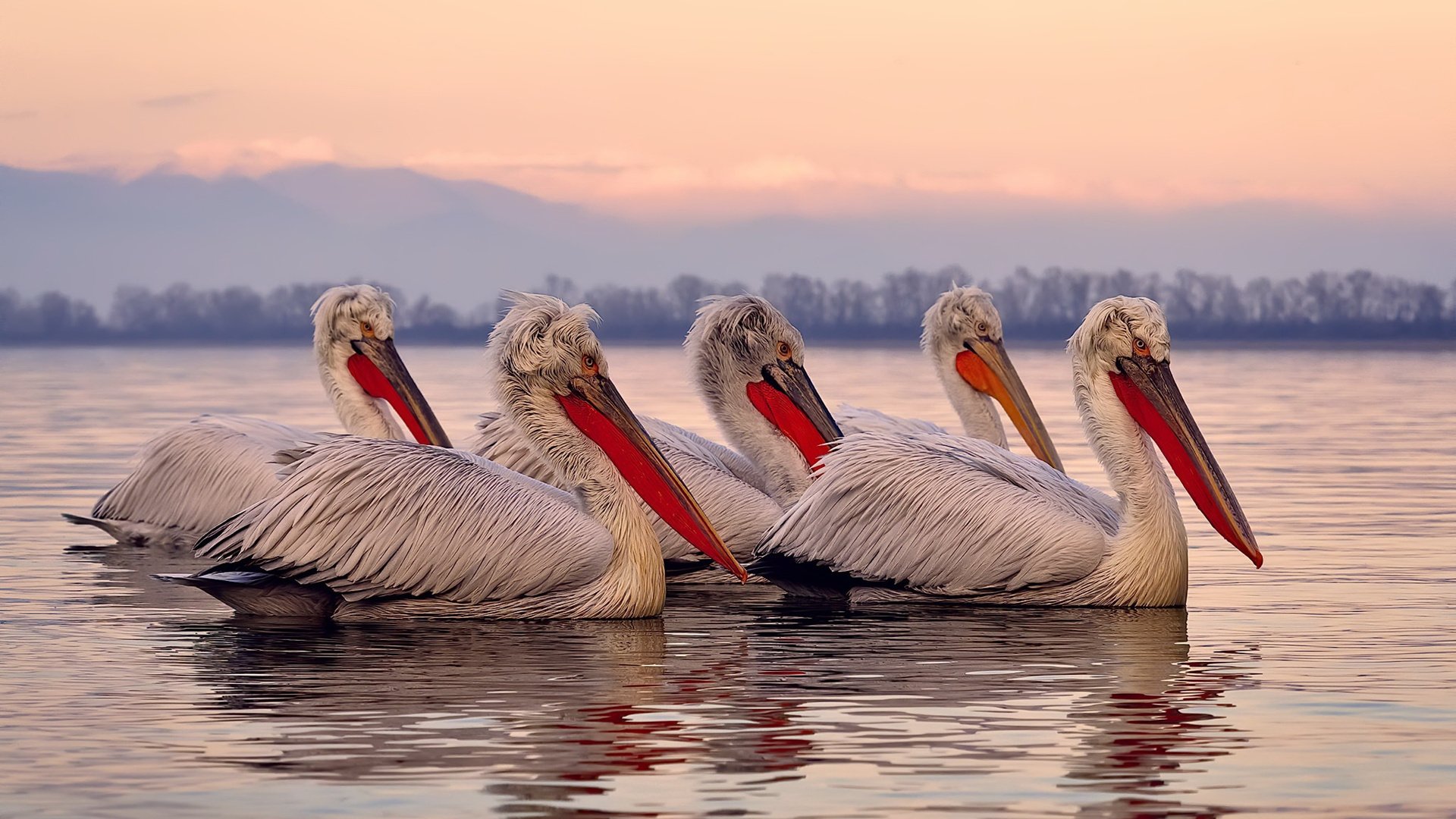 _快船新援威力惊人,助队稳住局势_,快船队新闻