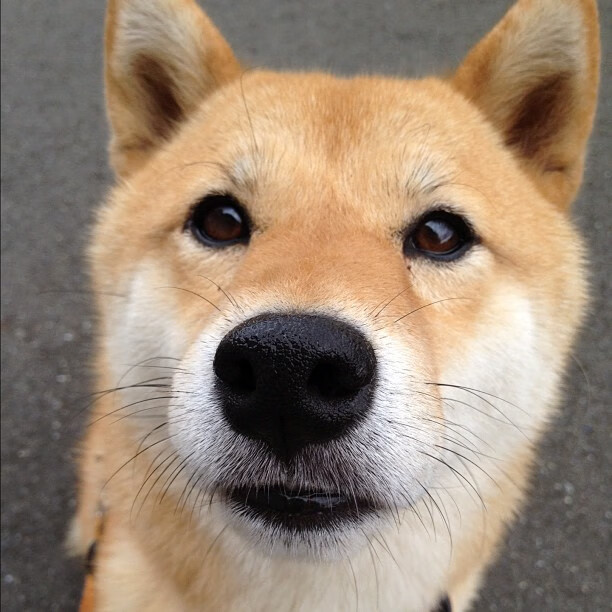 九游app下载中心-【“快节奏”带来的体能挑战】运动员如何调整比赛策略？，如何提高运动员的比赛成绩