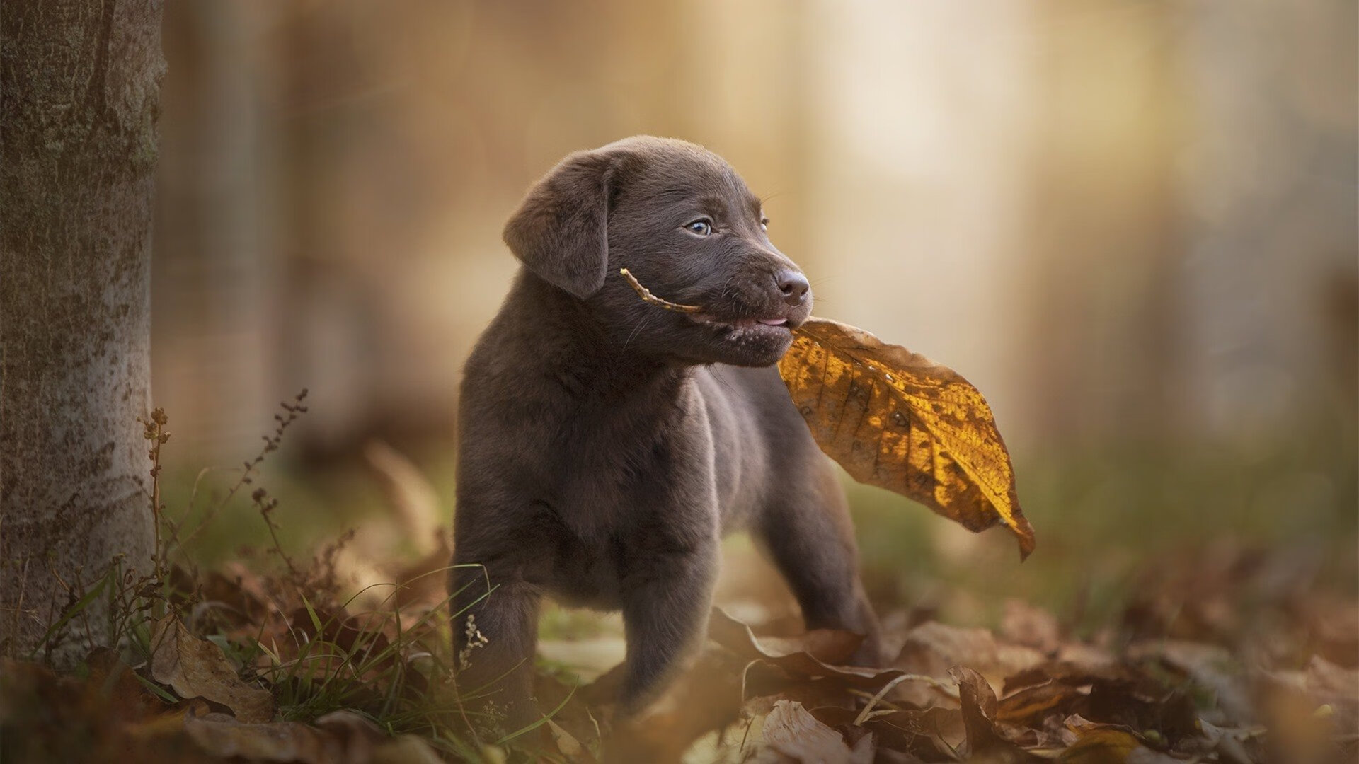 【球场建设】新棒球场引领城市体育新风尚，棒球场施工方案