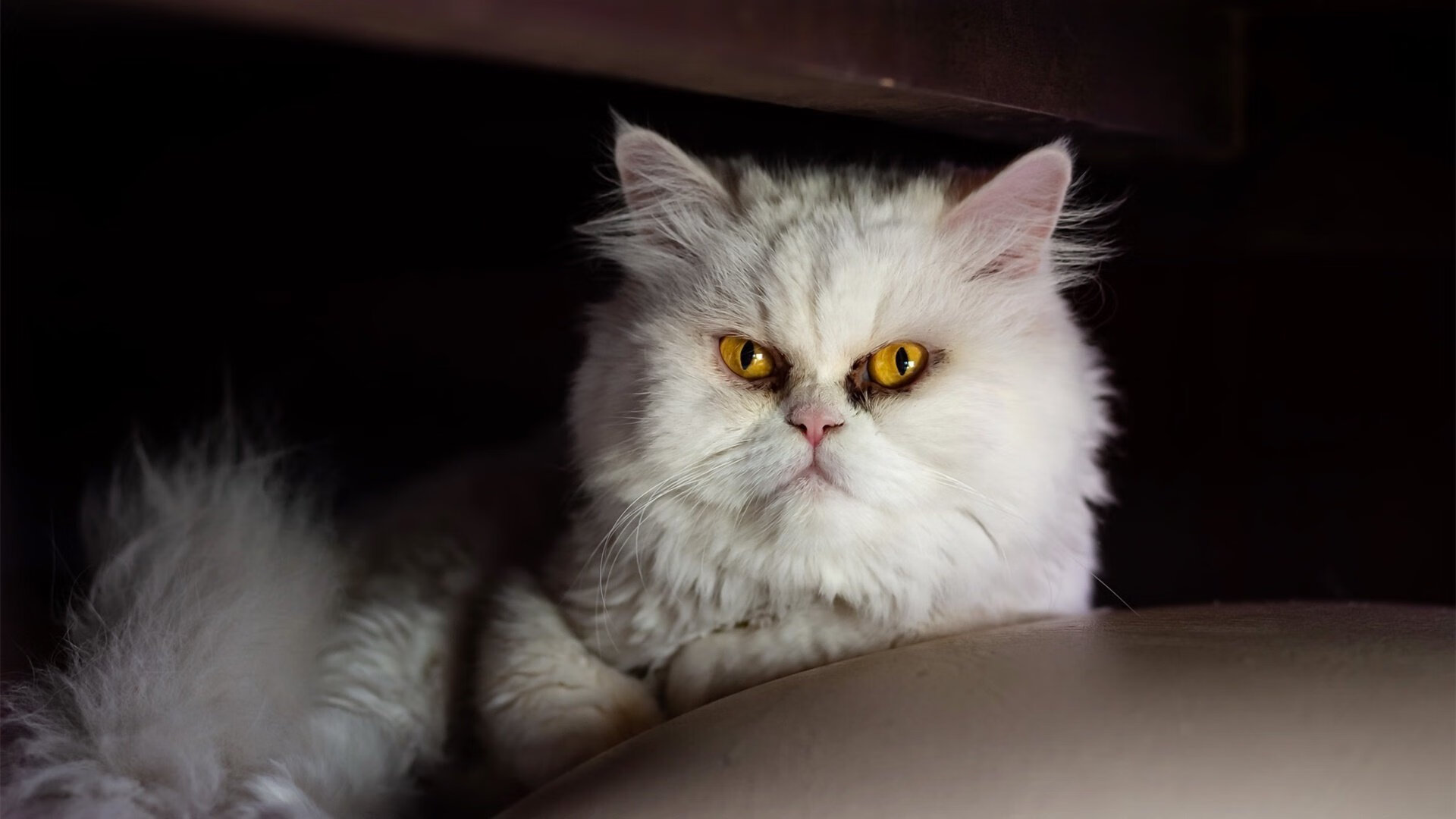 九游app下载中心-中国篮球联盟推动职业化建设迈出新步伐，中国职业篮球联赛是什么意思