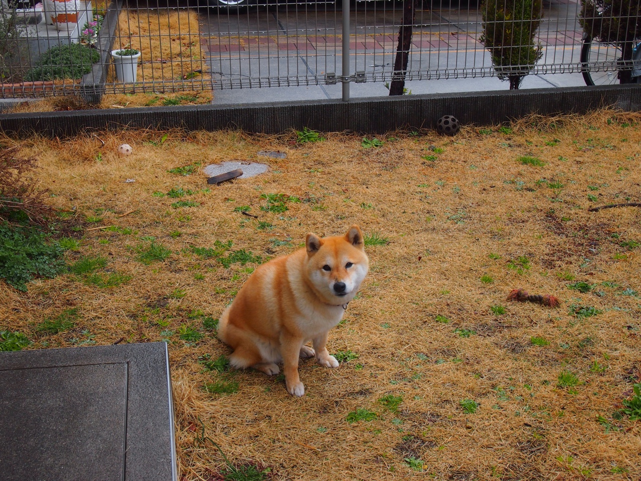 JIUYOU GAMING-中国青少年篮球“创新联盟”成立，推动行业规范化发展，中国青少年篮球联赛