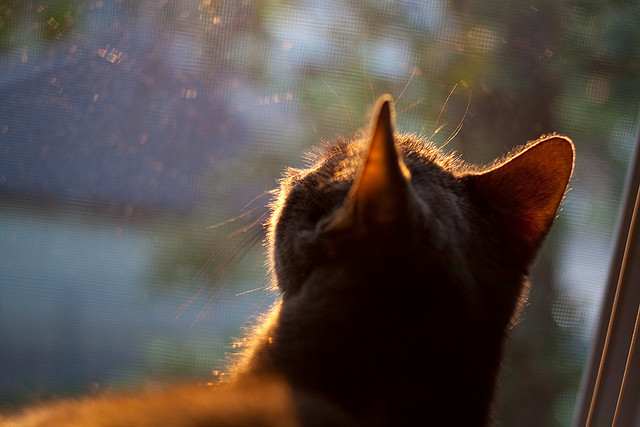 尤文图斯新援表现抢眼,士气提升,尤文图斯引援最新消息