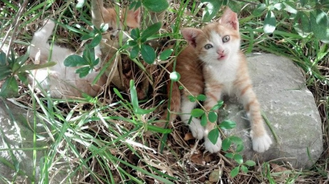 九游网-西甲激战夜，精彩远射和精彩扑救交响不断，西甲精彩集锦