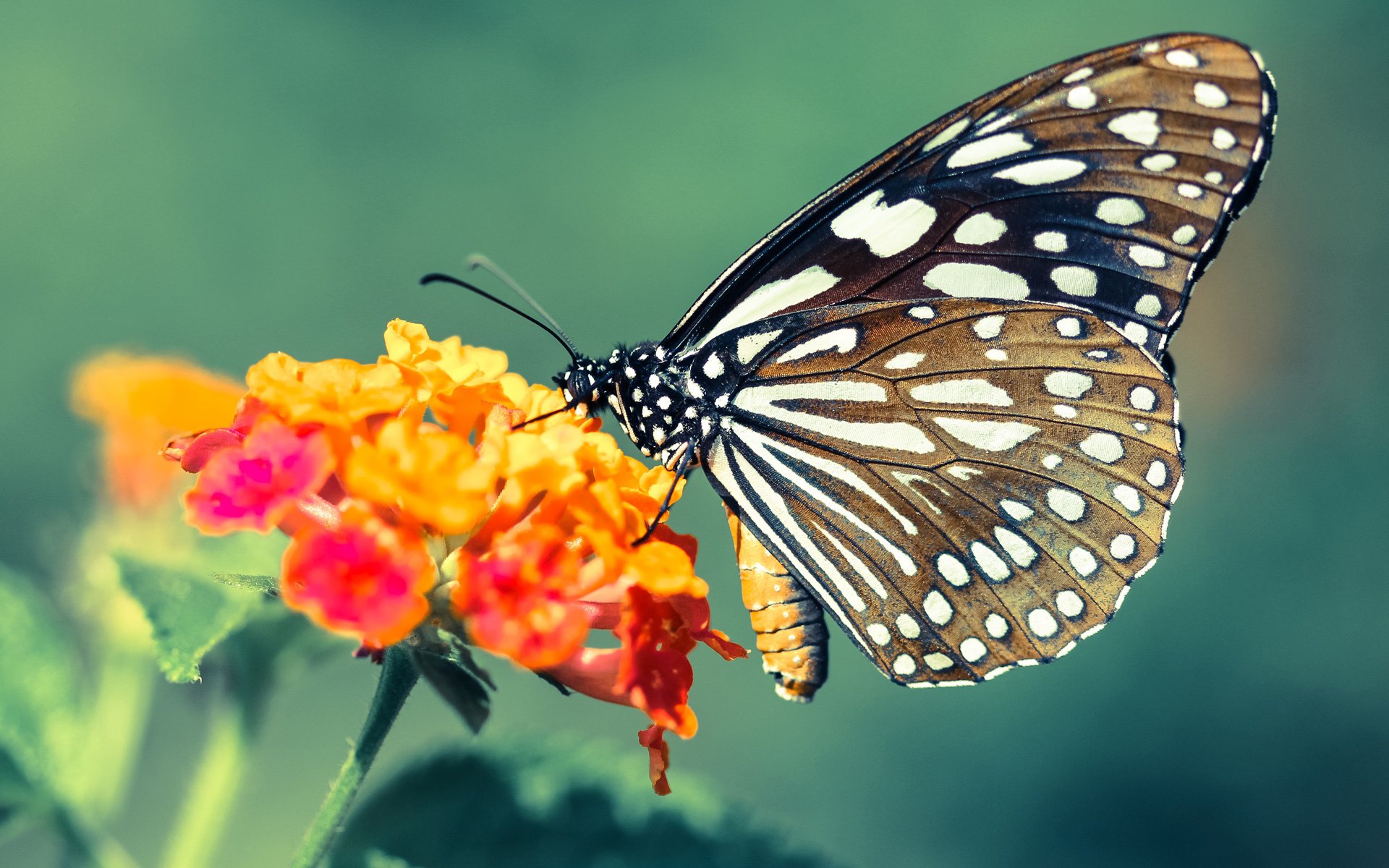 车队背后的故事：团队如何协作冲击冠军？，车队合作模式