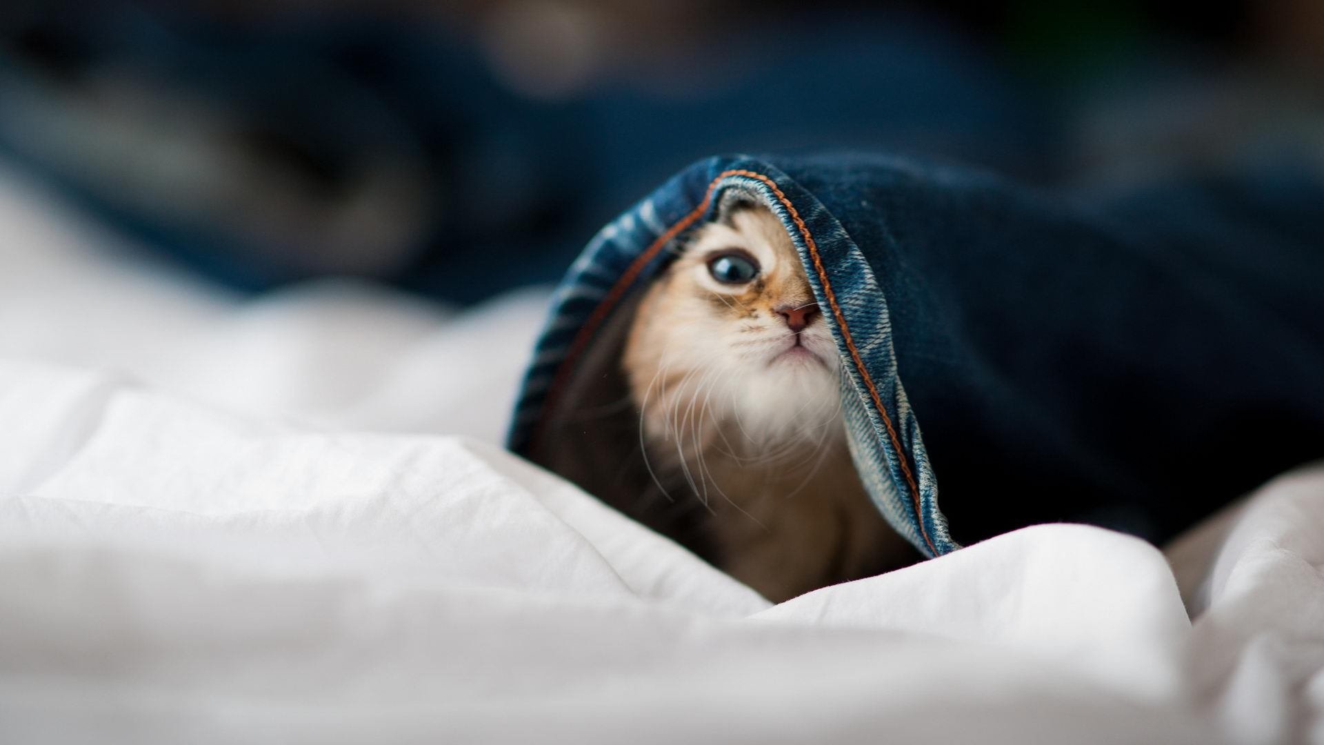 中国篮球联赛商业化发展现状,篮球商业发展模式