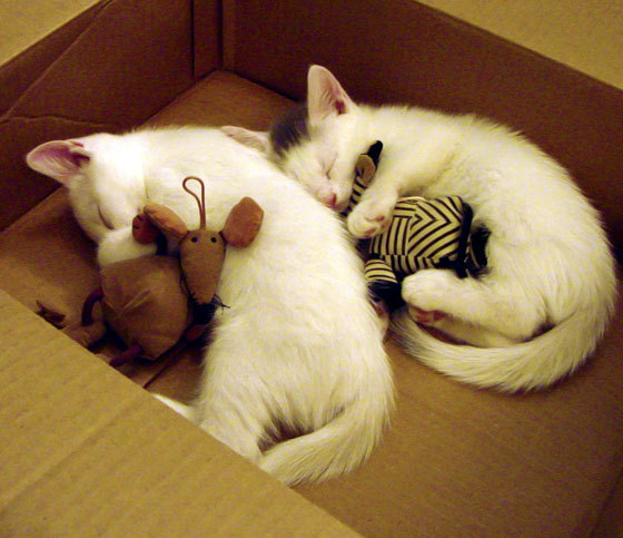 关键田径项目数据统计更新，田径项目最受关注的是啥