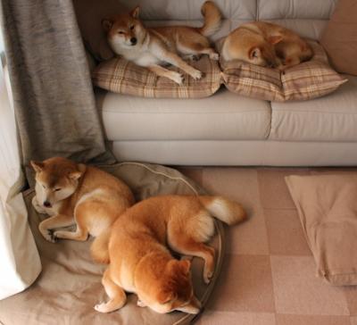 唐斯篮下发威森林狼主场称王，唐斯加盟篮网