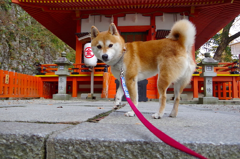 九游（jiuyou.com）游戏-国米主场艰难战胜对手，波尔蒂亚诺神勇发挥，意甲国米vs博洛尼亚