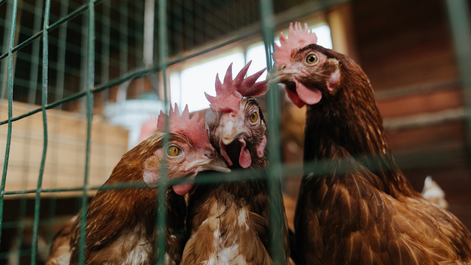 比利时男子排球队在四分之一决赛中惜败巴西队，比利时男排的实力