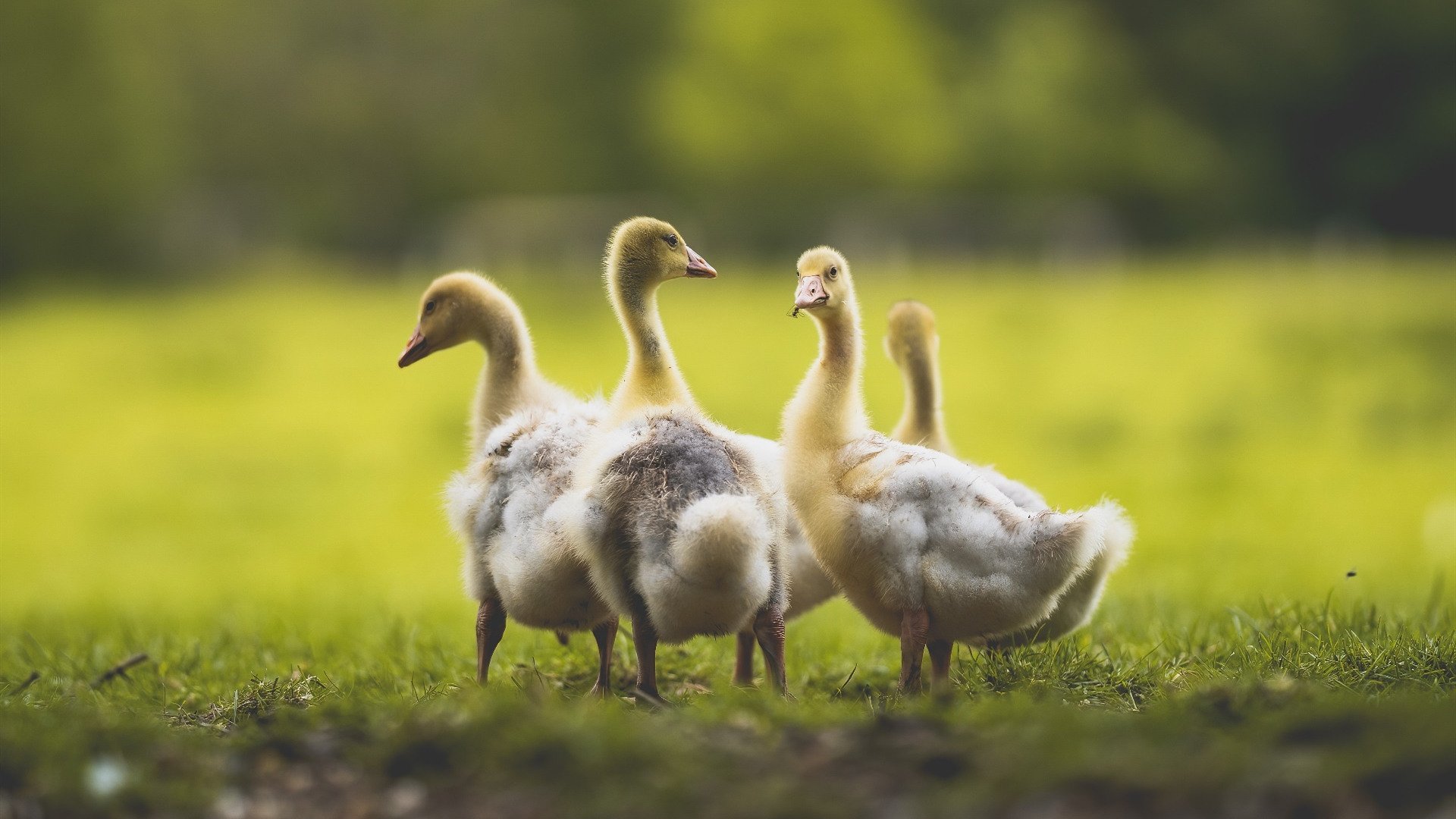 九游下载中心-琉球黄金国王比赛节奏掌控出色，琉球国王王冠