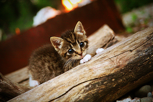 纽卡斯尔联主场1-0小胜诺丁汉森林，保级关键三分，纽卡斯尔联战绩