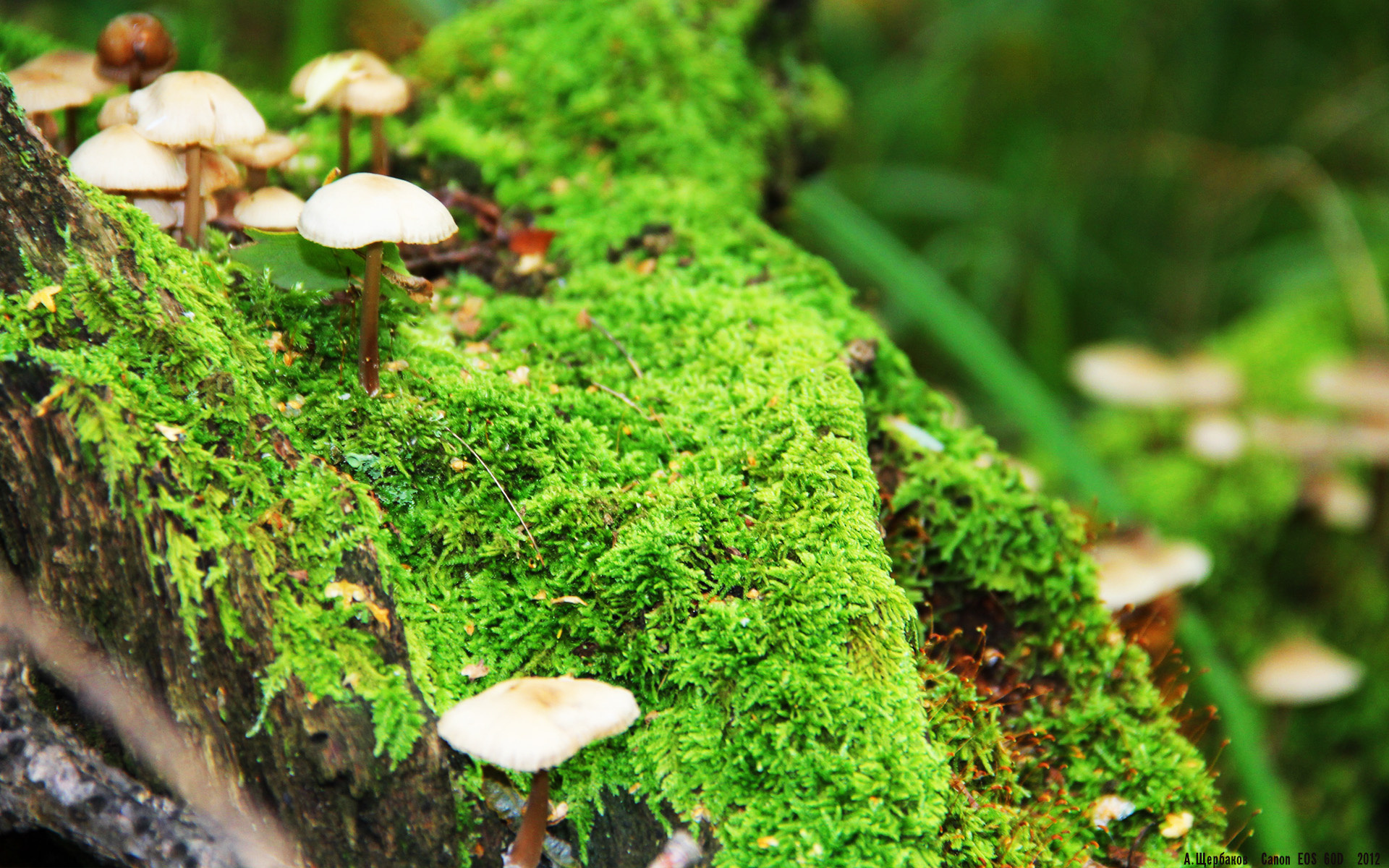 世界青少年自行车环法赛中国队实力强劲,环法自行车赛有没有中国人