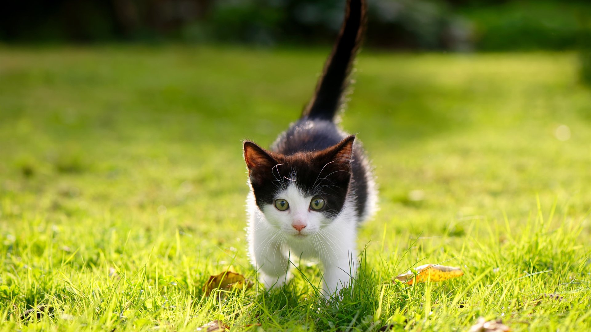 中国篮球青少年篮球发展政策分析及优化建议,国家对青少年篮球的政策