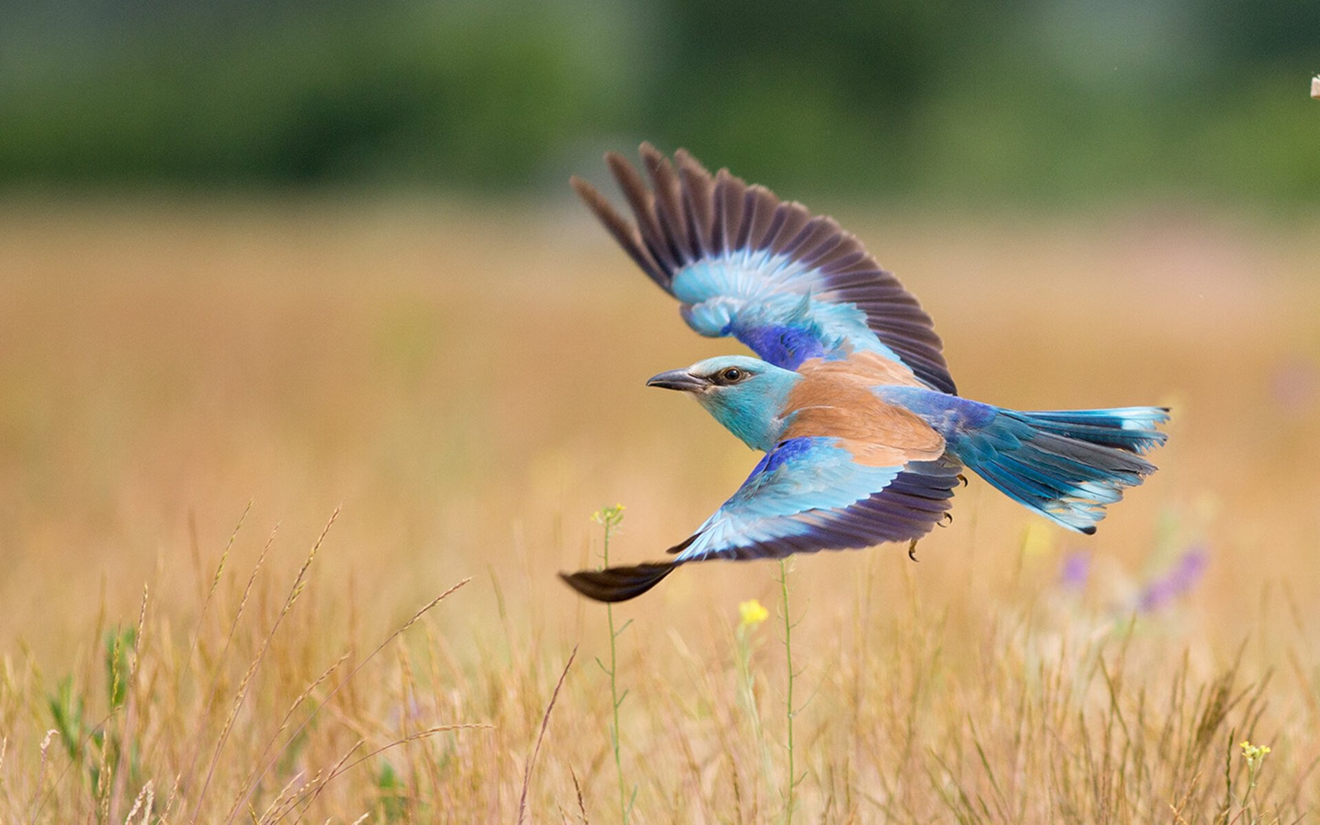 中国篮球联赛裁判员心理素质培养方法，论篮球裁判员的基本素质培养