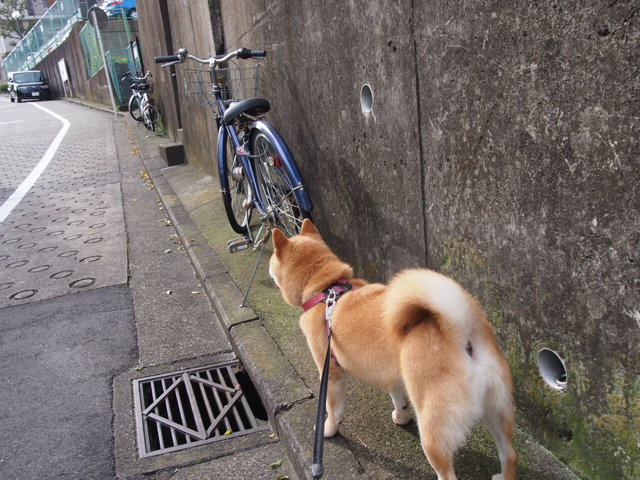 意甲中场组合默契度提升带来控球率变化,意甲最强中场
