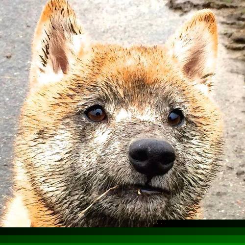 中国女篮全力冲刺赛季冠军 力争最佳成绩,中国女篮夺得冠军