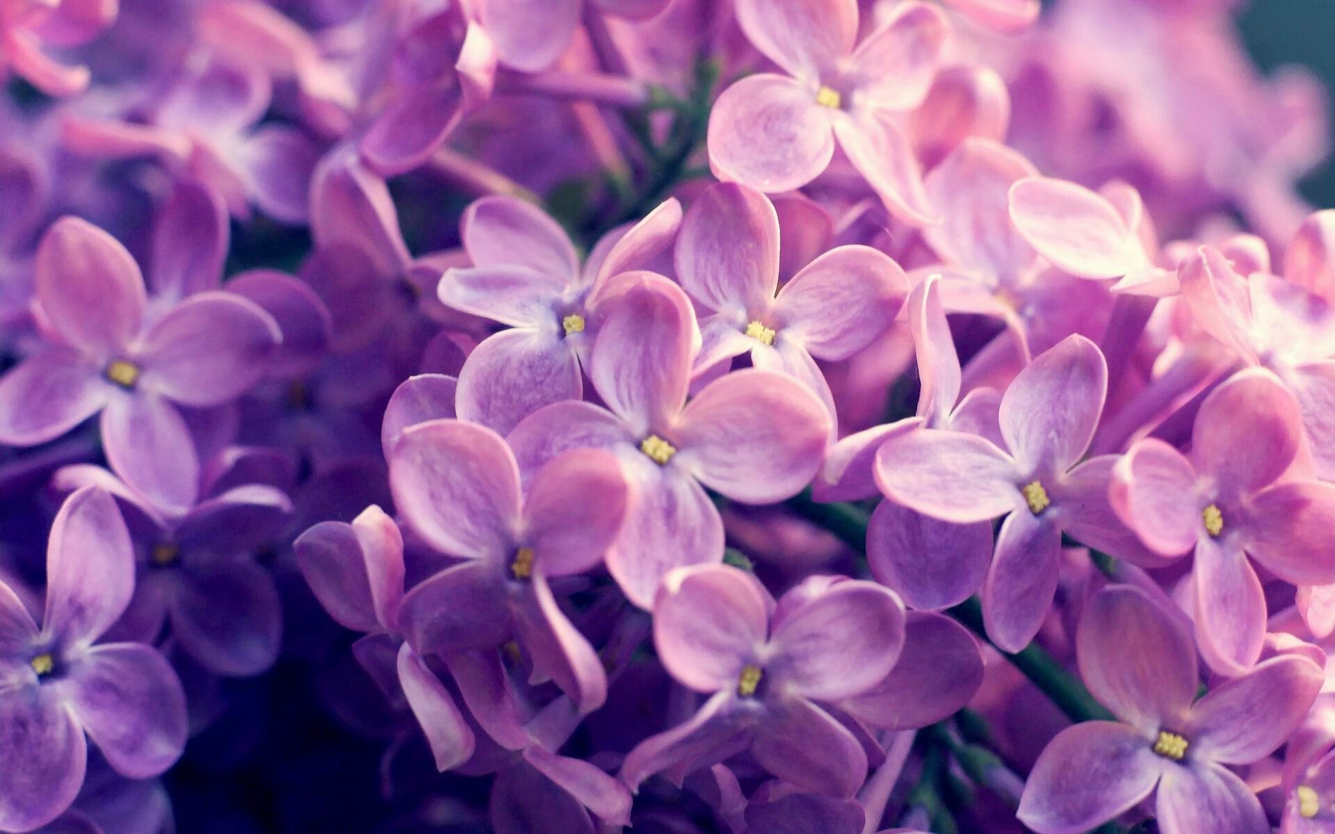 南非春bok队的强大防线，依然是橄榄球锦标赛的一大看点，南非获得橄榄球世界杯