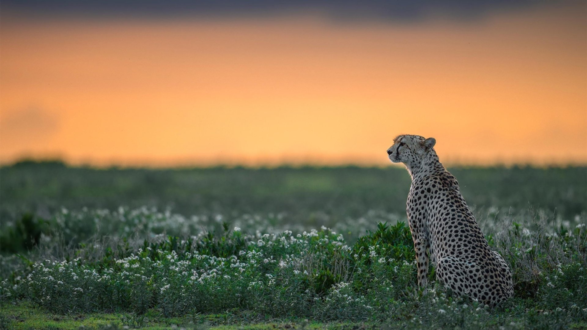 希腊女篮在欧洲锦标赛中展现强大实力，期待再次登顶，希腊队 欧洲杯