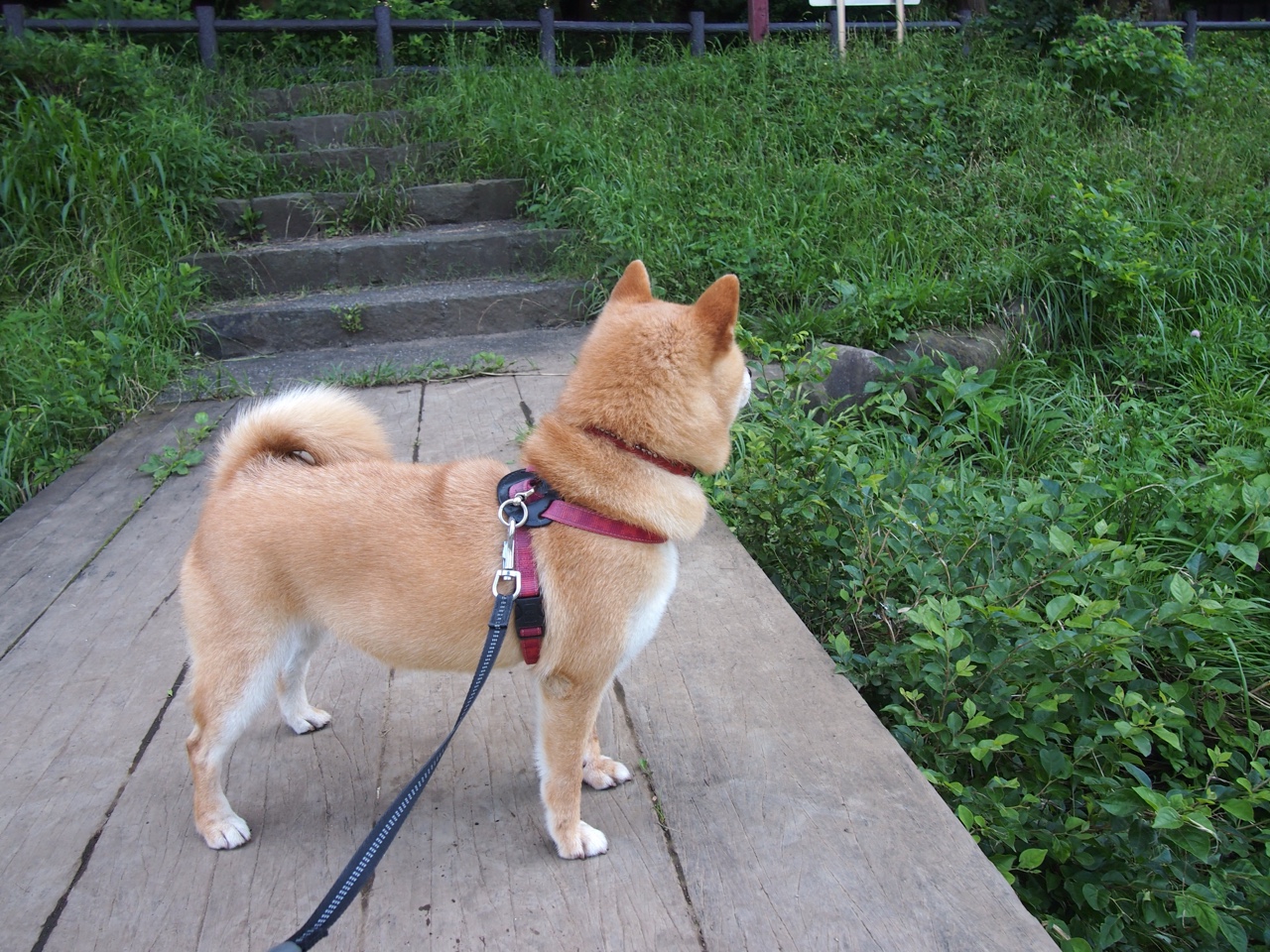 朝鲜仰泳选手实力大幅提升,朝鲜游泳